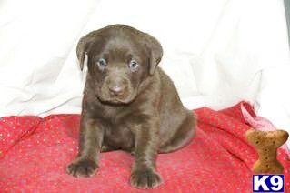 Puppies in PA